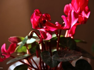 Cyclamen