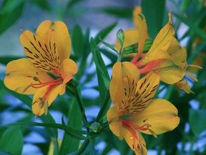 Alstroemeria