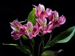 Dark Background, Flowers, Alstroemeria