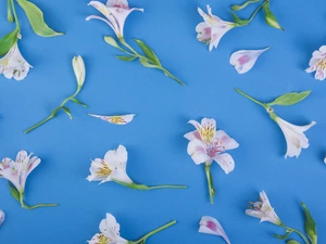 Flowers, background, Blue, Alstroemeria