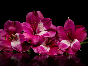 Alstroemeria, Pink, Flowers