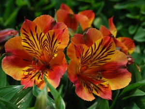 Alstroemeria, Red, Flowers