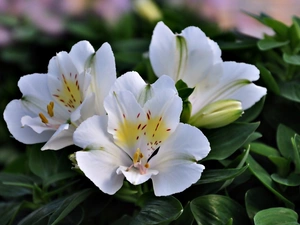 Alstroemeria, White, Flowers