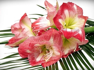 Beatyfull, leaf, Palms, amaryllis