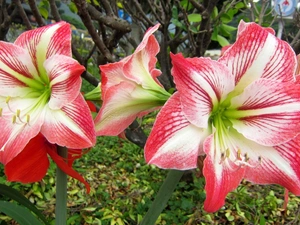 Flowers, amaryllis