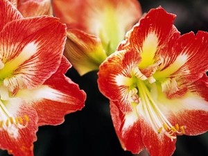 amaryllis, beatyfull, Flowers