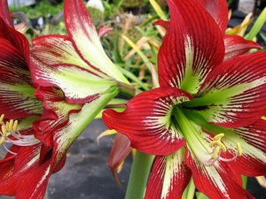 Flowers, amaryllis