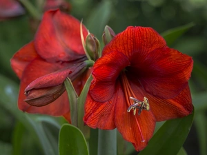 amaryllis, Gippeastrum