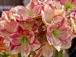 amaryllis, Pink