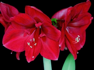 Red, amaryllis