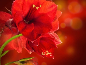 Red, amaryllis