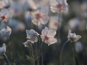Poppy Anemone, white and Pink, Flowers