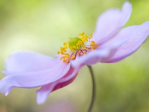 Close, Colourfull Flowers, anemone