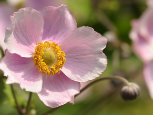 Japanese anemone, Colourfull Flowers, Pink