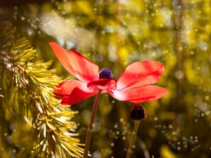 anemone, twig, luminosity, ligh, flash, Red, Colourfull Flowers, sun