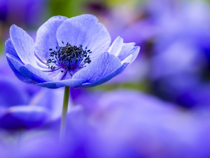 fuzzy, background, blue, anemone, Colourfull Flowers