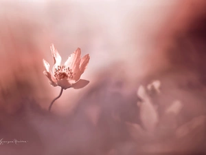 Colourfull Flowers, White, anemone