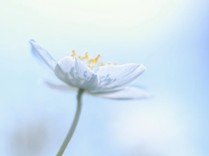 Colourfull Flowers, White, anemone