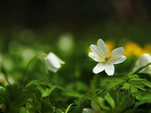 Colourfull Flowers, White, anemone