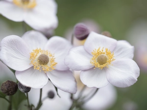 Anemone Hupehensis, Flowers