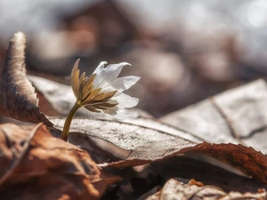 dry, Leaf, White, anemone, Colourfull Flowers