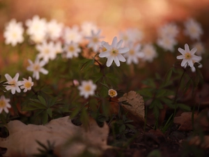 Wood Anemone, Flowers, forester, White