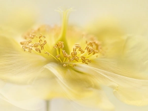 rods, Close, Yellow, anemone, Colourfull Flowers