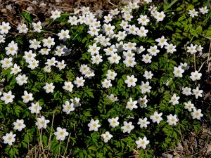 grass, Flowers, Wood Anemone