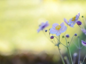 Anemone Hupehensis