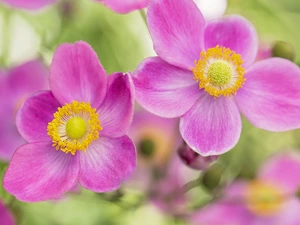 Flowers, Japanese anemone