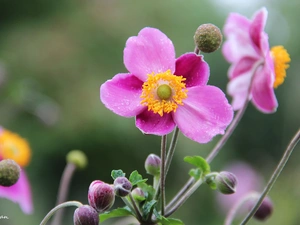 Pink, Japanese anemone