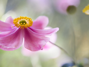 Japanese anemone, Pink, Colourfull Flowers