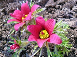 pasque, Flowers, Pink