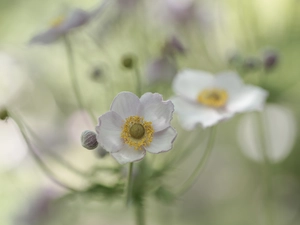 Colourfull Flowers, Japanese anemone, Light Pink