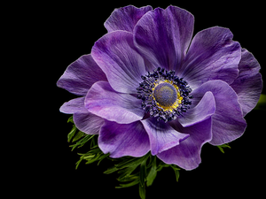 Violet, Black, background, anemone