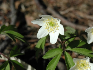 White, anemone