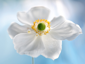 White, anemone