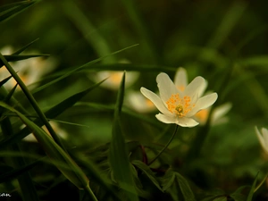 White, anemone