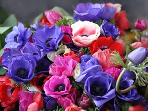 color, Anemones