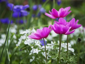 Flowers, Anemones