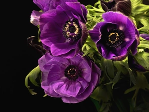 Purple, Anemones