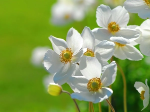 White, Anemones