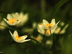 White, Anemones