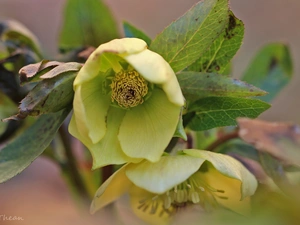 Yellow, Anemones