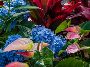 Anturium, Flowers, hydrangea