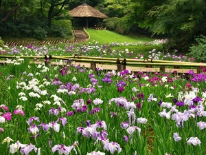 arbour, Irises, Park