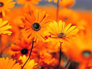 Arcotis, Orange, Flowers