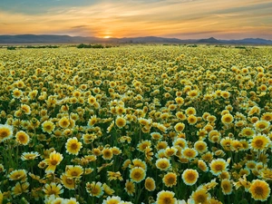 west, sun, gaillardia aristata, Field, Yellow Honda