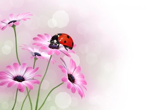 ladybird, Arktotis, 2D Graphics, Flowers