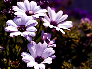 Arktotis, Pink, Flowers